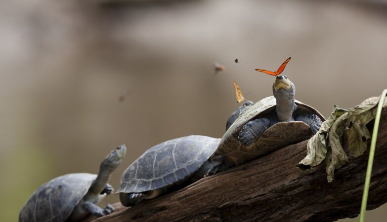 Butterflies like bizarre cocktails: sweat, urine and turtle tears are favorite