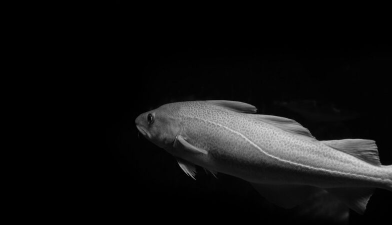 For 30 years, Balflaus codfish have been shrinking. The mystery was unraveled