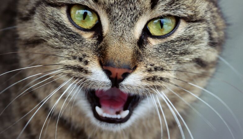 The cat population exploded on Fogo Island. The problem is serious