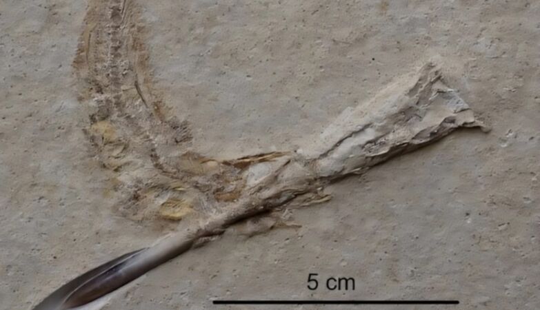 Reckless fish were victims of the oldest asphyxiation risk in the world