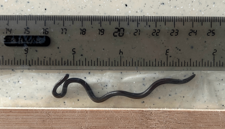 The smallest snake in the world has been lost to science for 20 years. Now it's back
