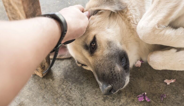 Dogs are literally stuck with a very specific party