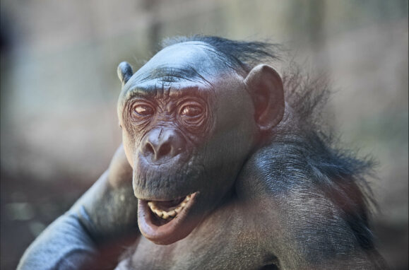5 species of animals that are good mathematics