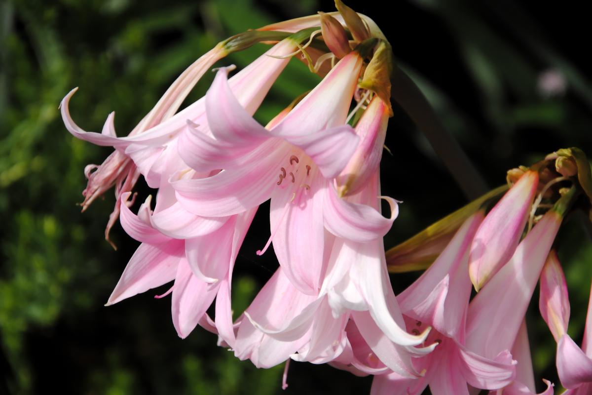 The bulbs to be buried now