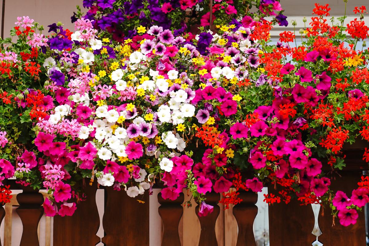 The pending flowers that color the balcony