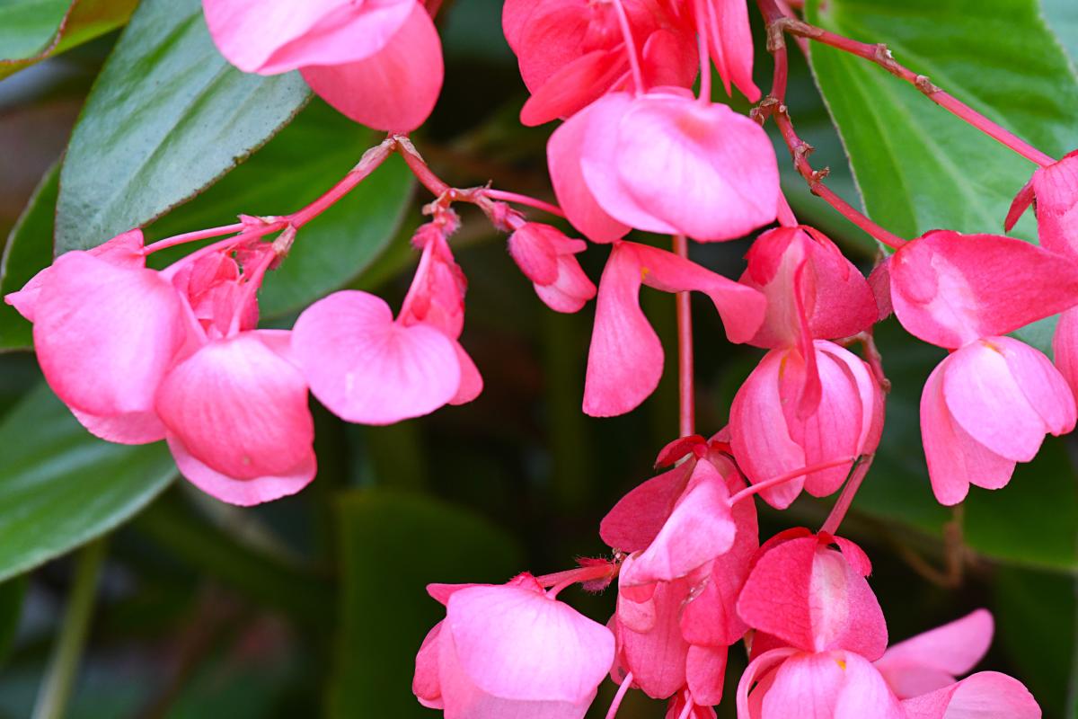 The Begonie for the shadow and the sun