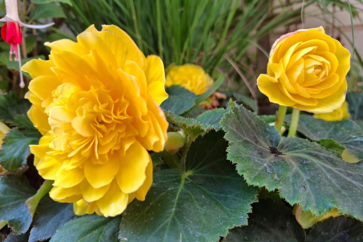 The hormble, the sole leathers Bangia