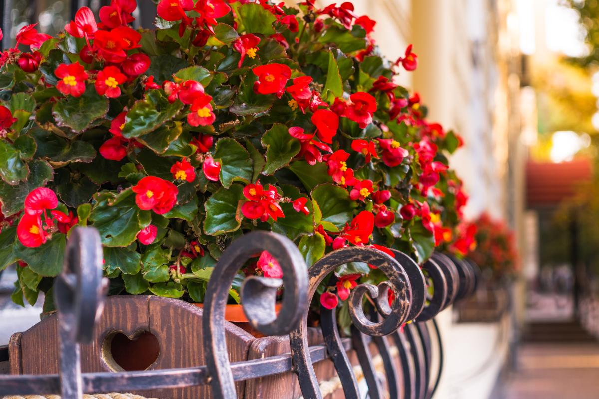 Red flowers for summer theme planters