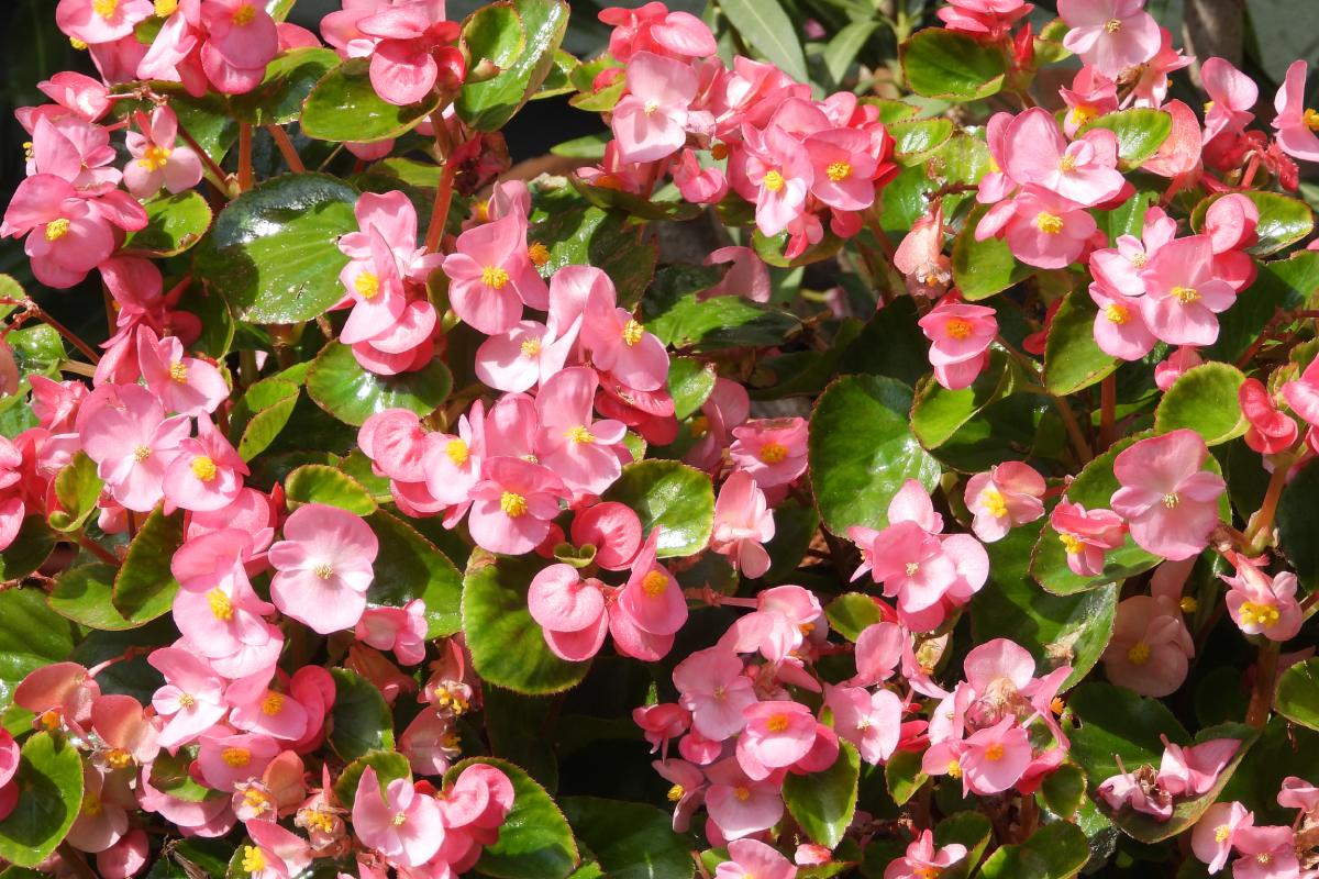 Begnie Peerfette for the shadow and the sun