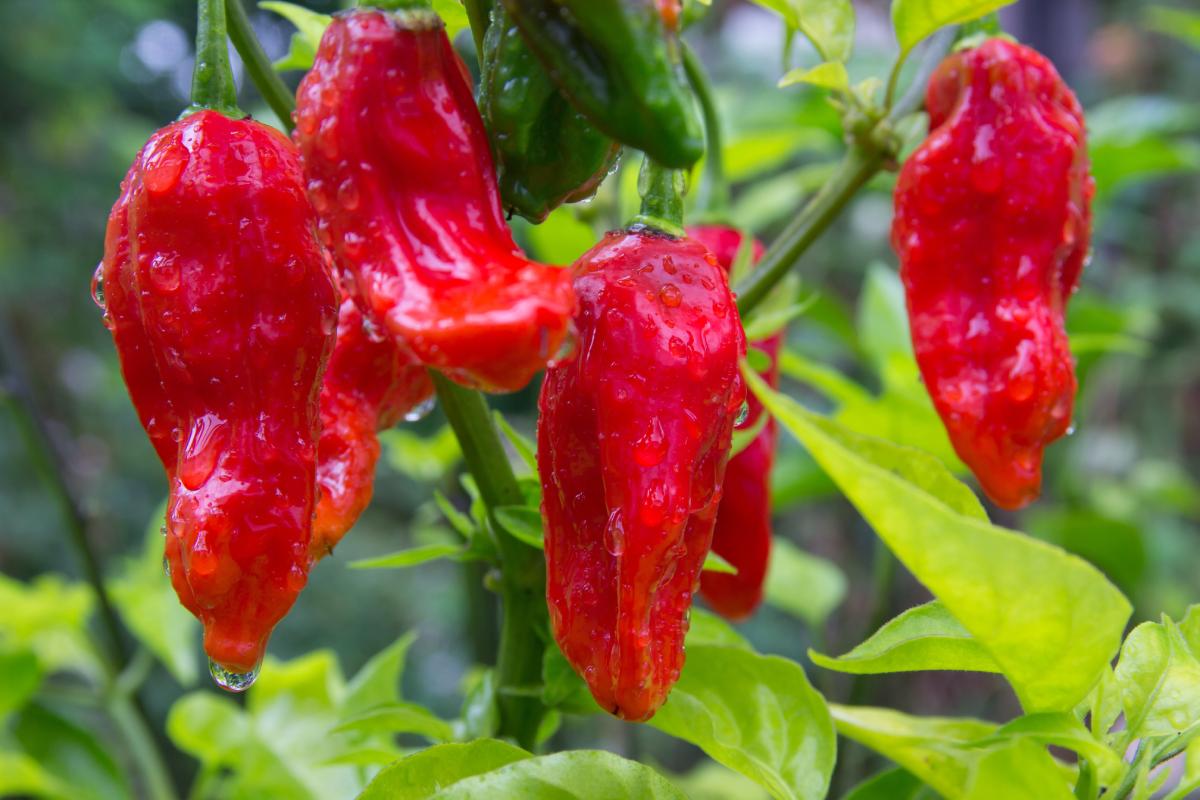 Spicy peppers