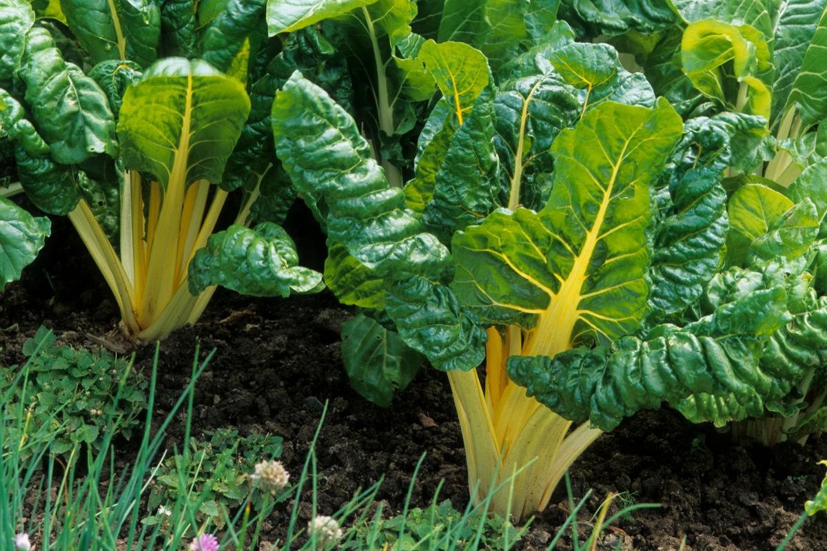 Cultivate vegetables in July for the Settembrina collection