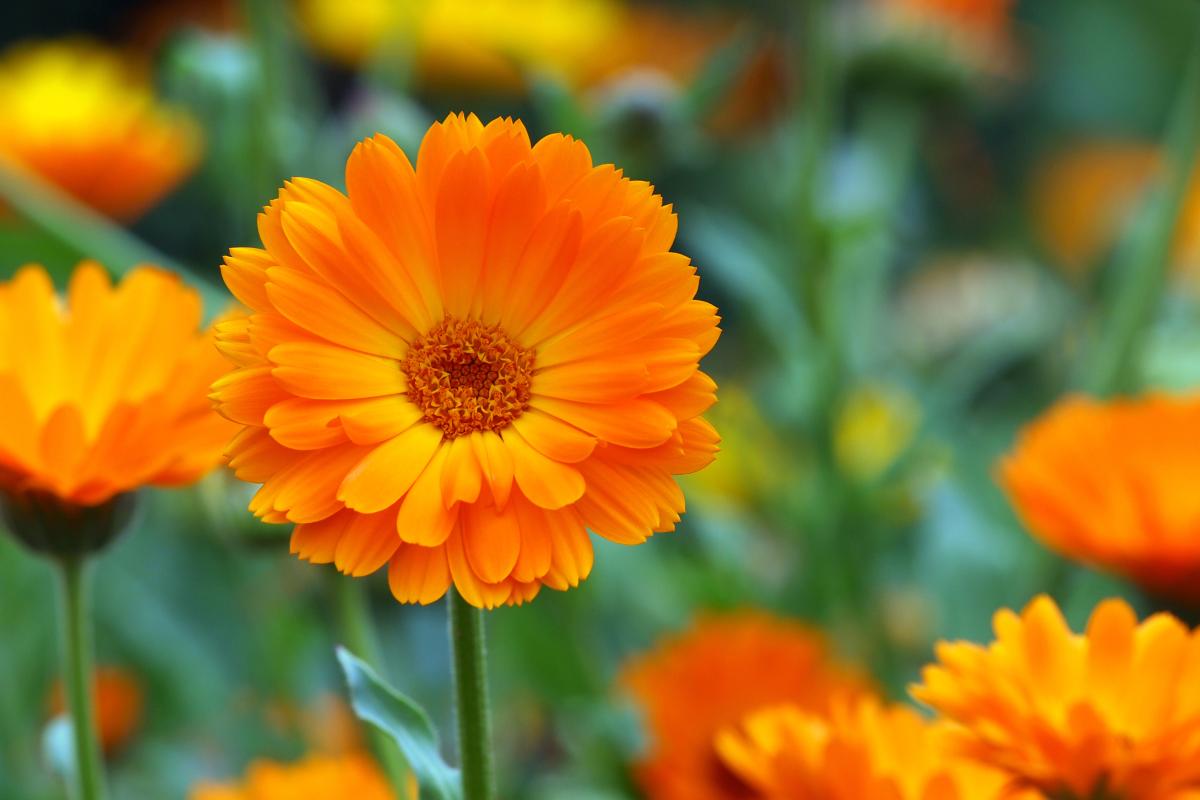 Flowers to plant in July