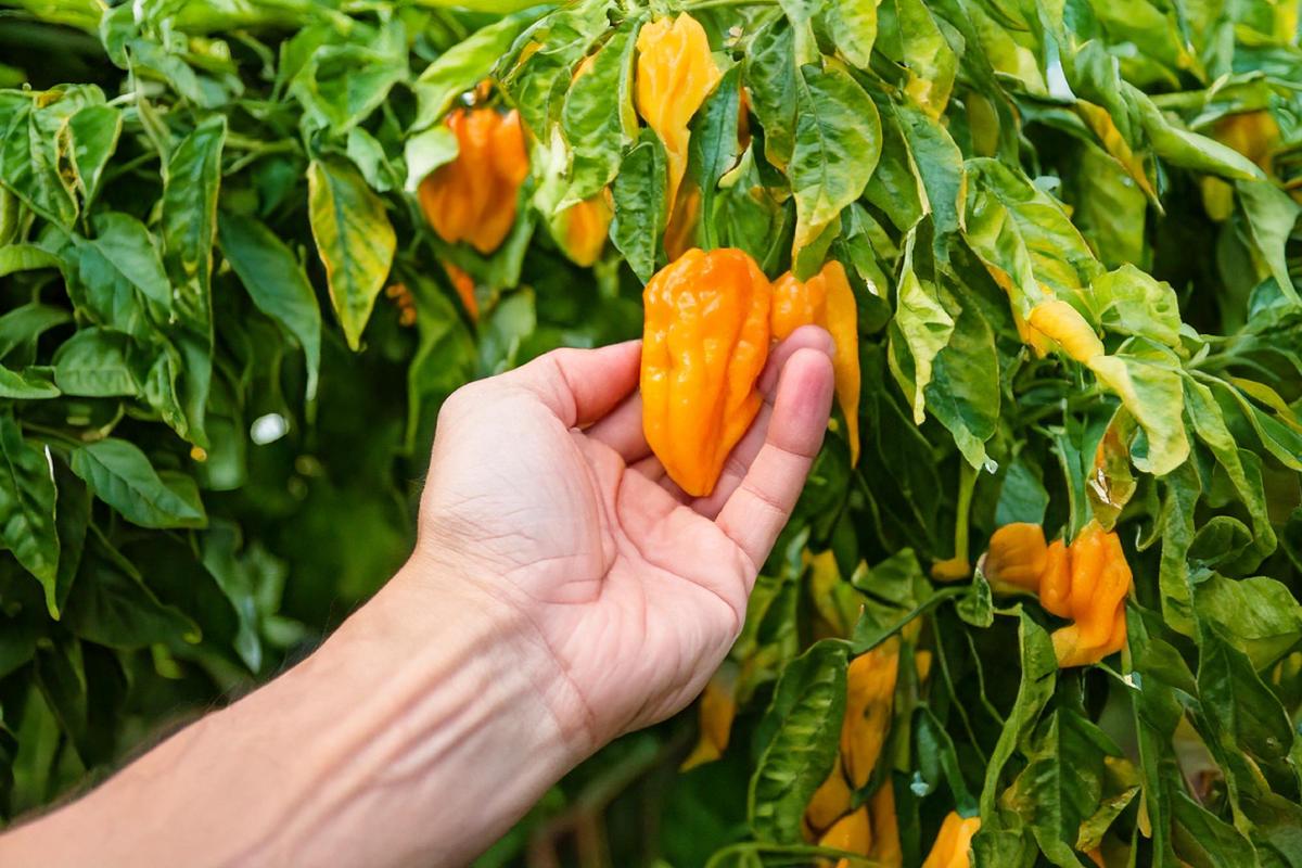 How to get spicy peppers: here are the secrets