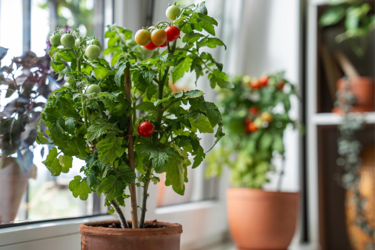 The tomatoes that do not split with the heat