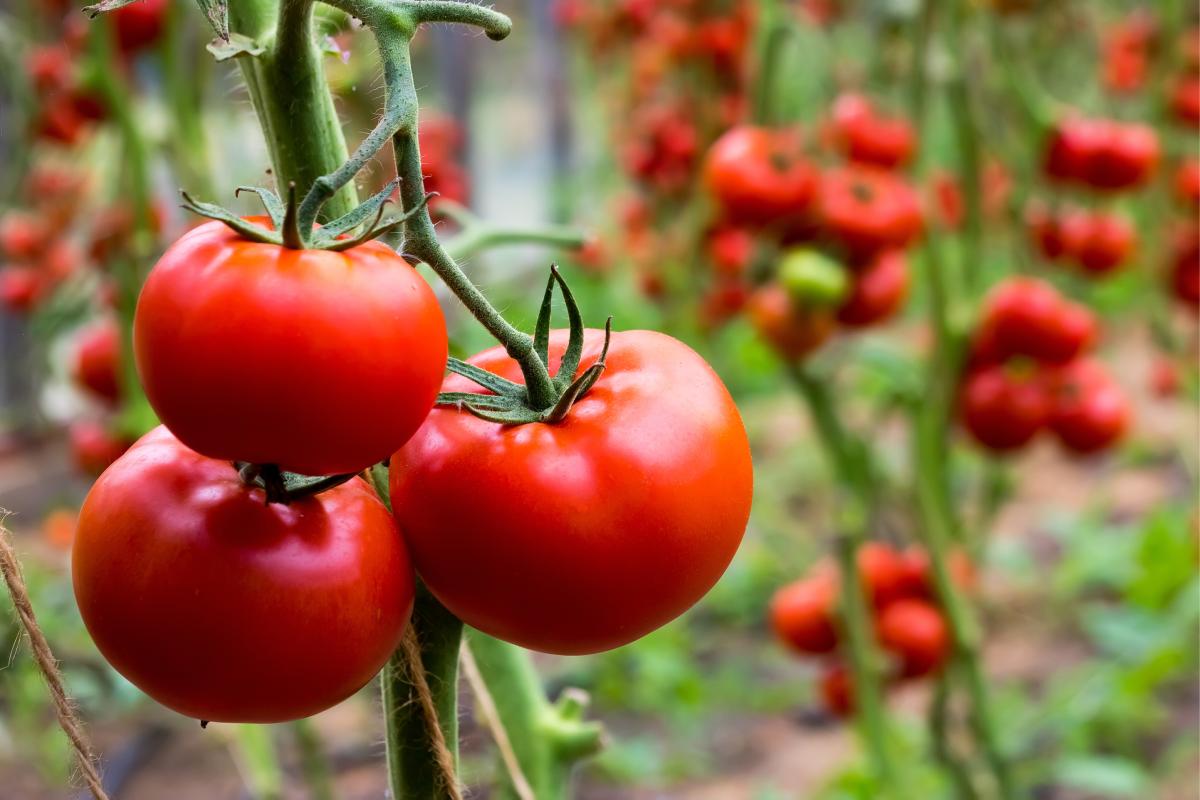 What to avoid so as not to ruin tomatoes