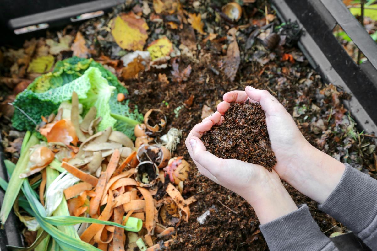 DIY fertilizers for Ortensie