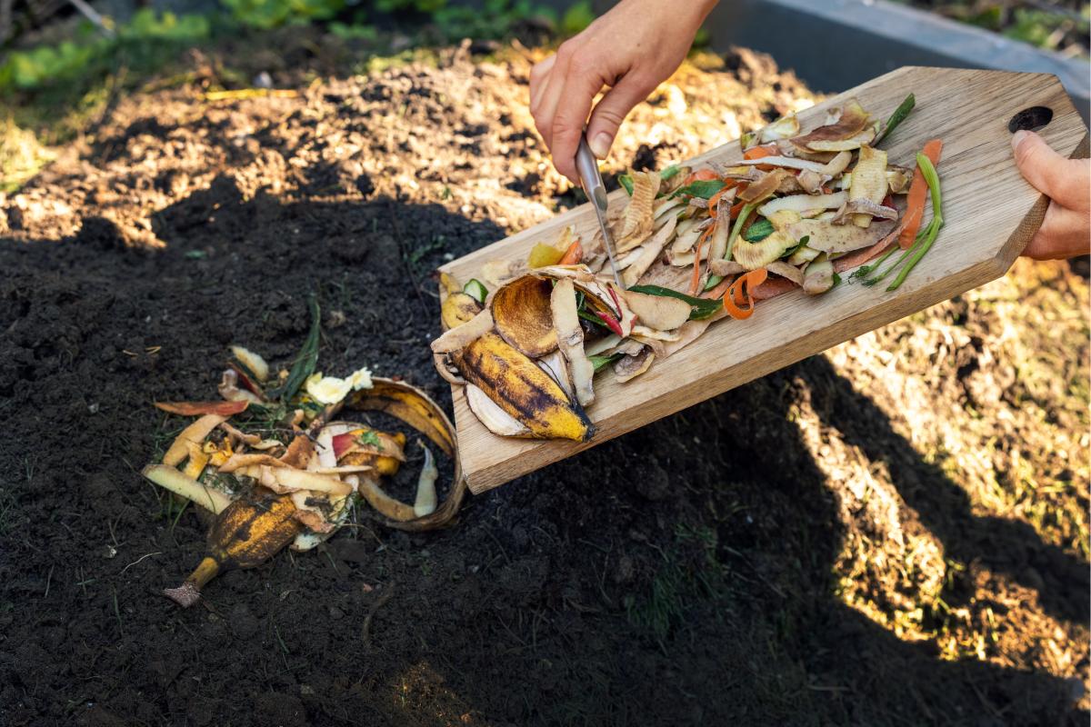 Regenerate the ground after the July harvest