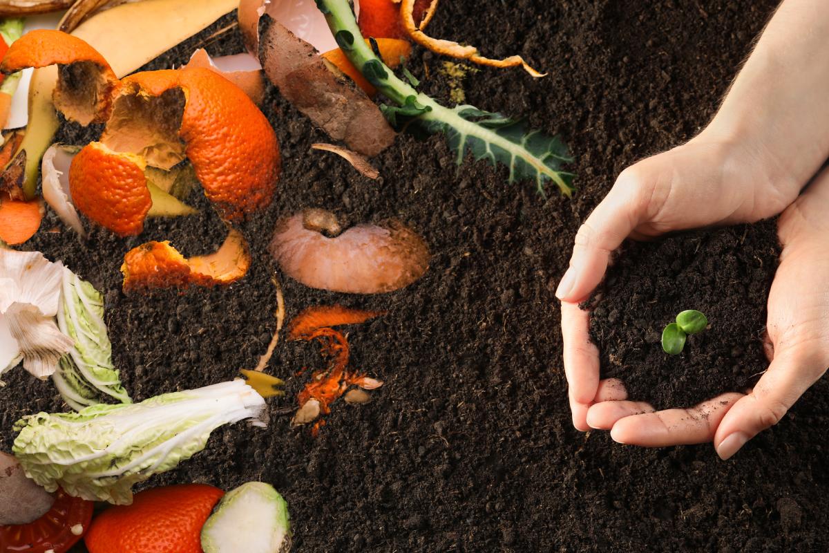 Natural fertilizers for plants and vegetables