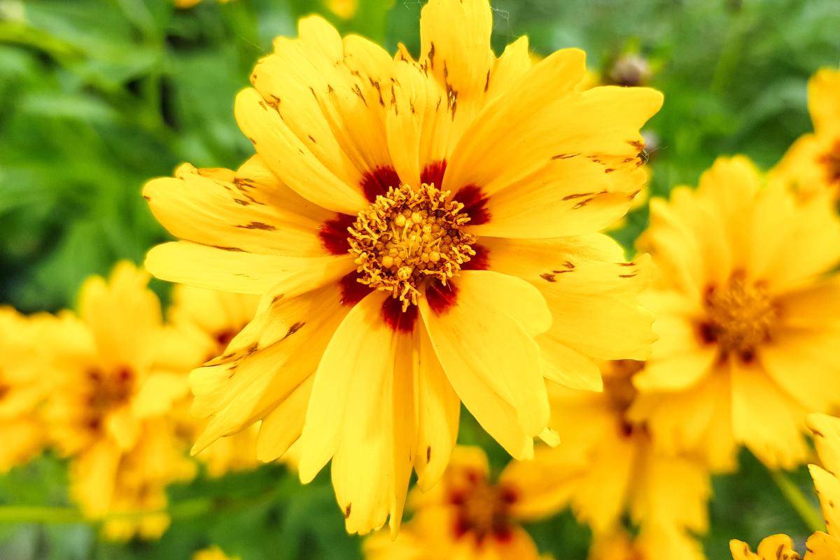 Flowers to be sowed in July