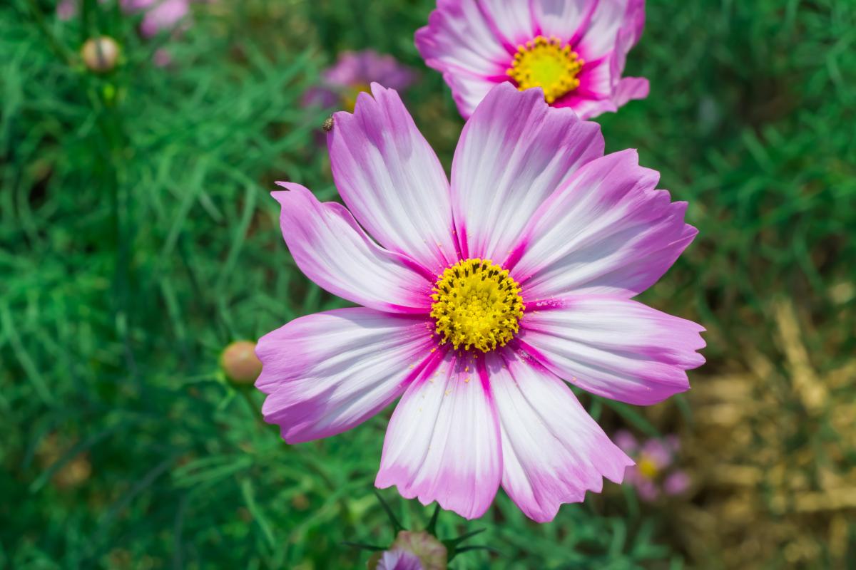 Quick growth flowers