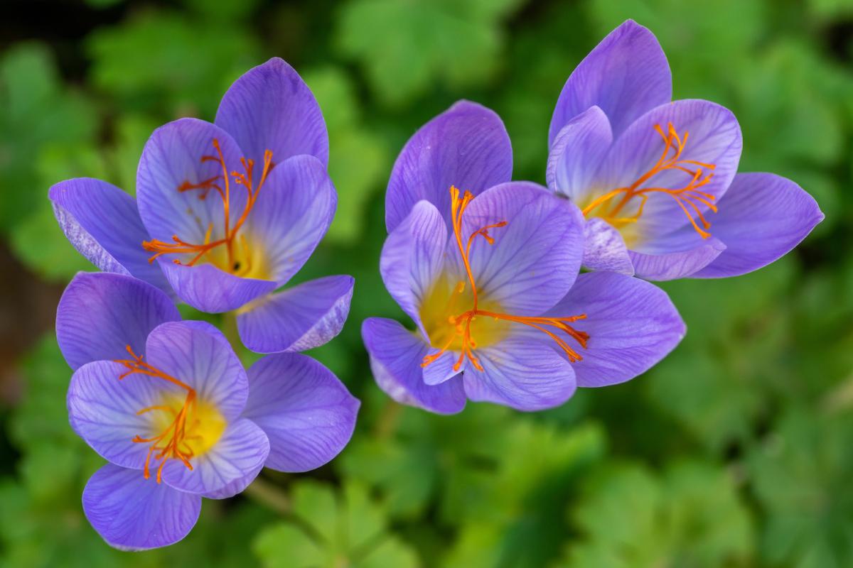 Bulbs that bloom in autumn