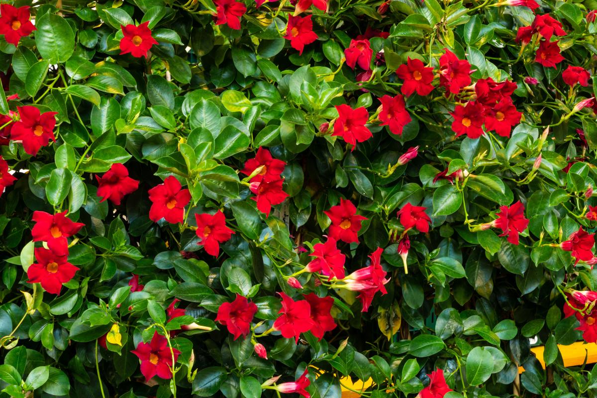 Planters with summer red flowers