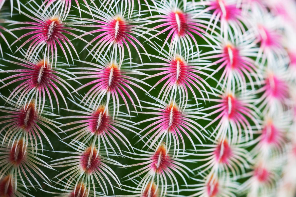 The decorative thorns of fatty plants