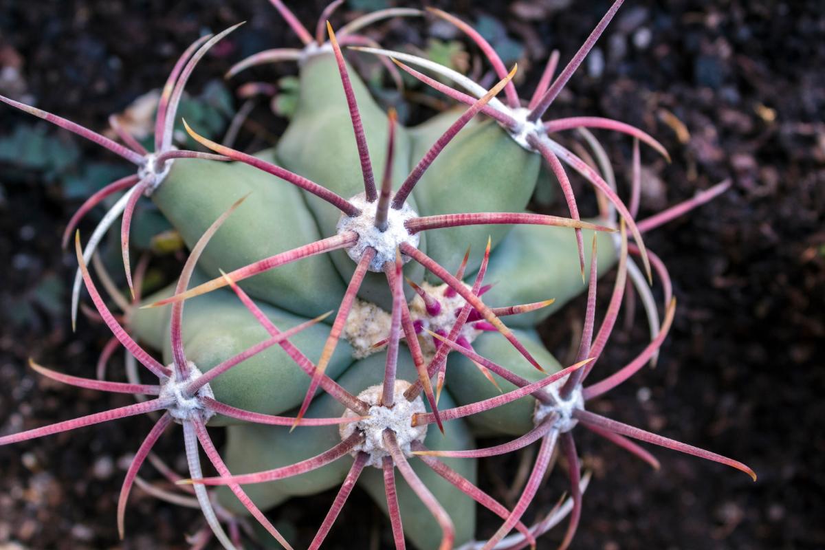 Decorative spines of fatty plants
