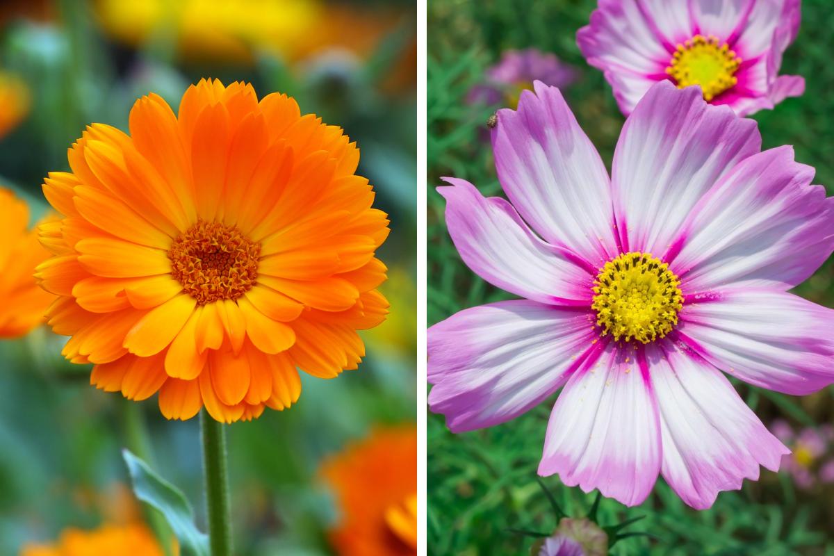 The flowers to be sowed now and that grow immediately