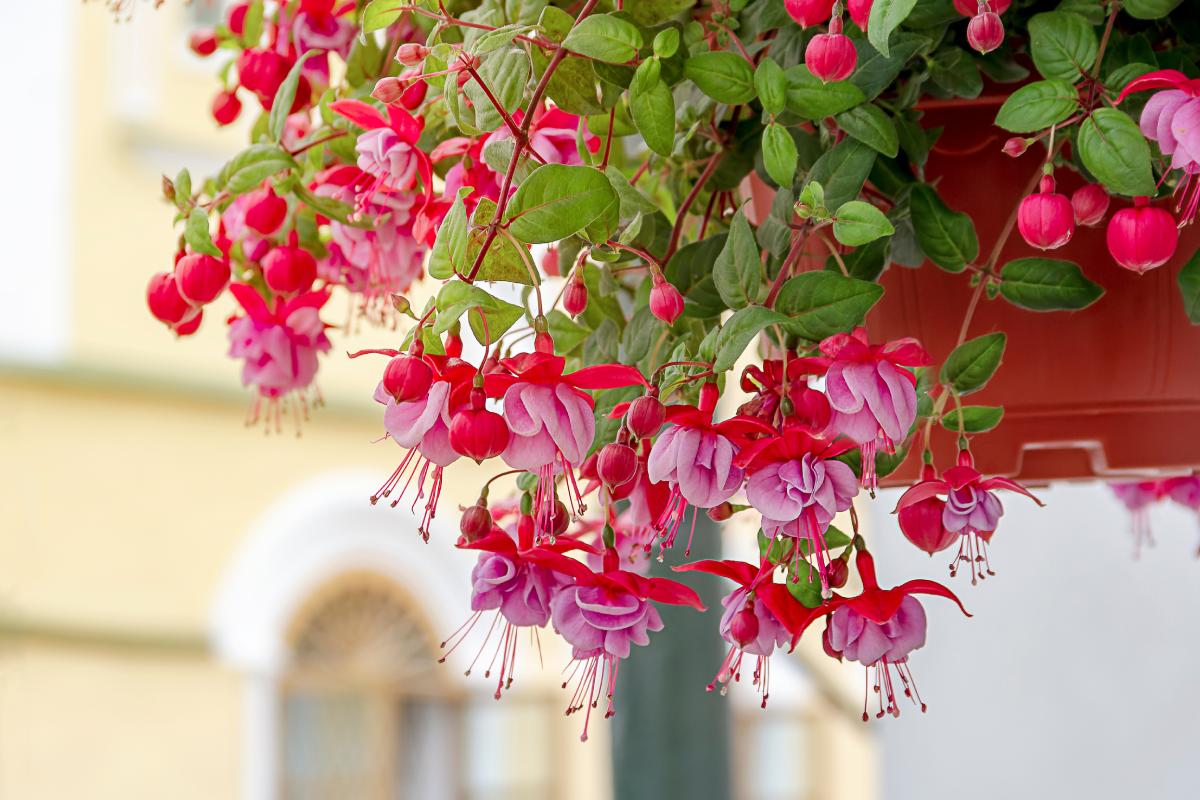 Vases suspended with plants that do not cost effort