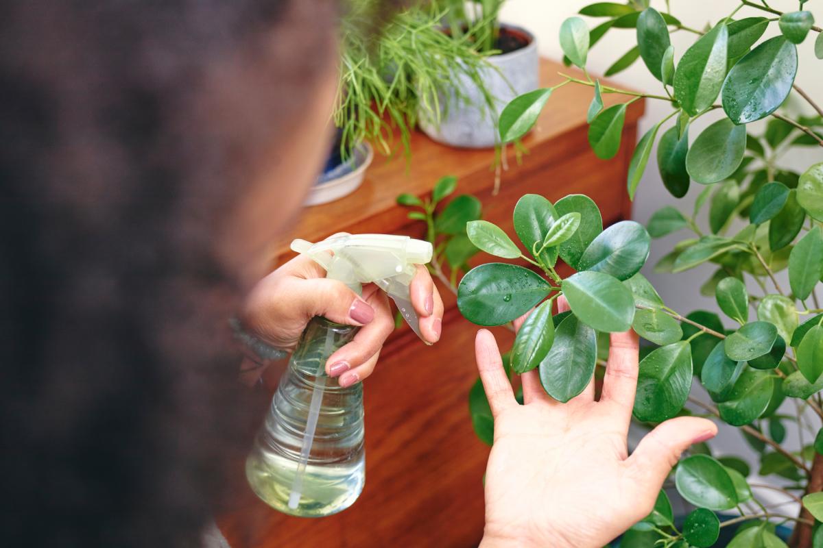 The effectiveness or not of rice water on the plants