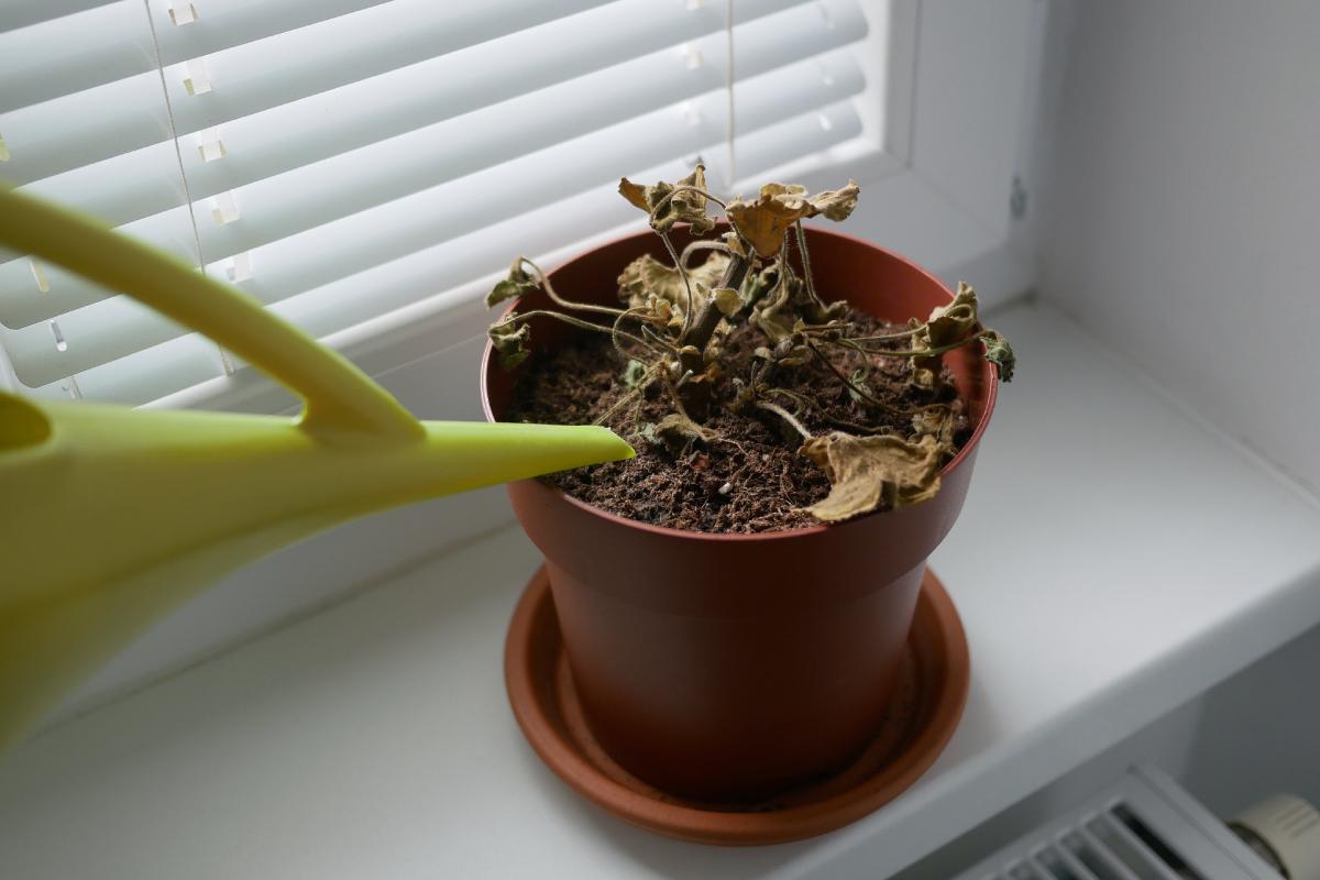 Dried plants after a week: how to recover them
