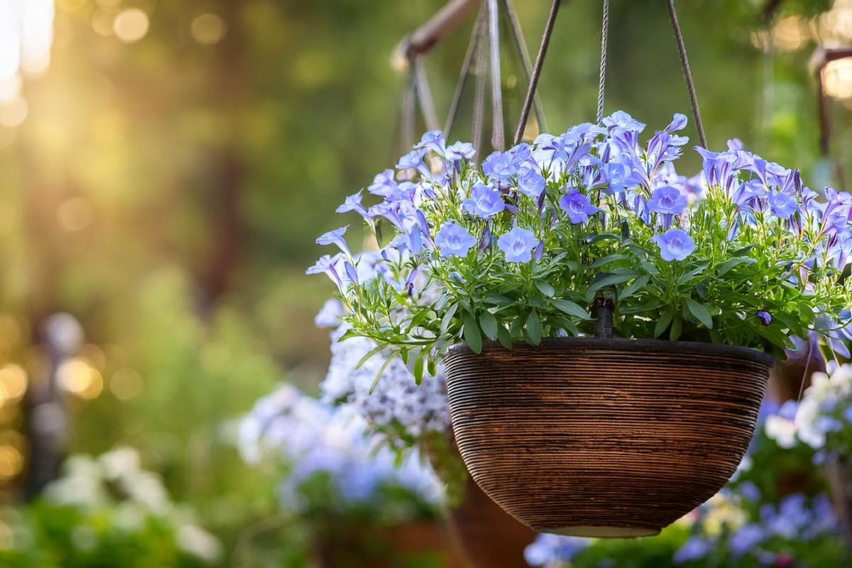 Plants in suspended vases: here are those that want less care