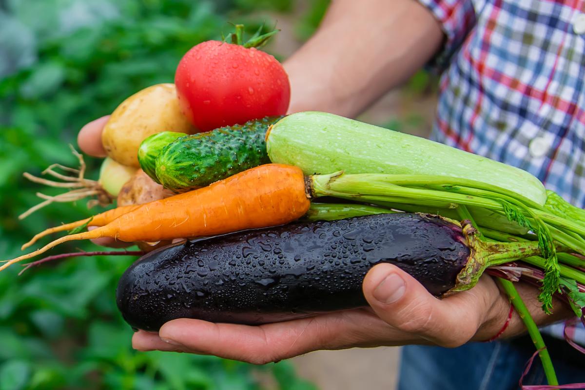 What to collect in July and how to regenerate the ground