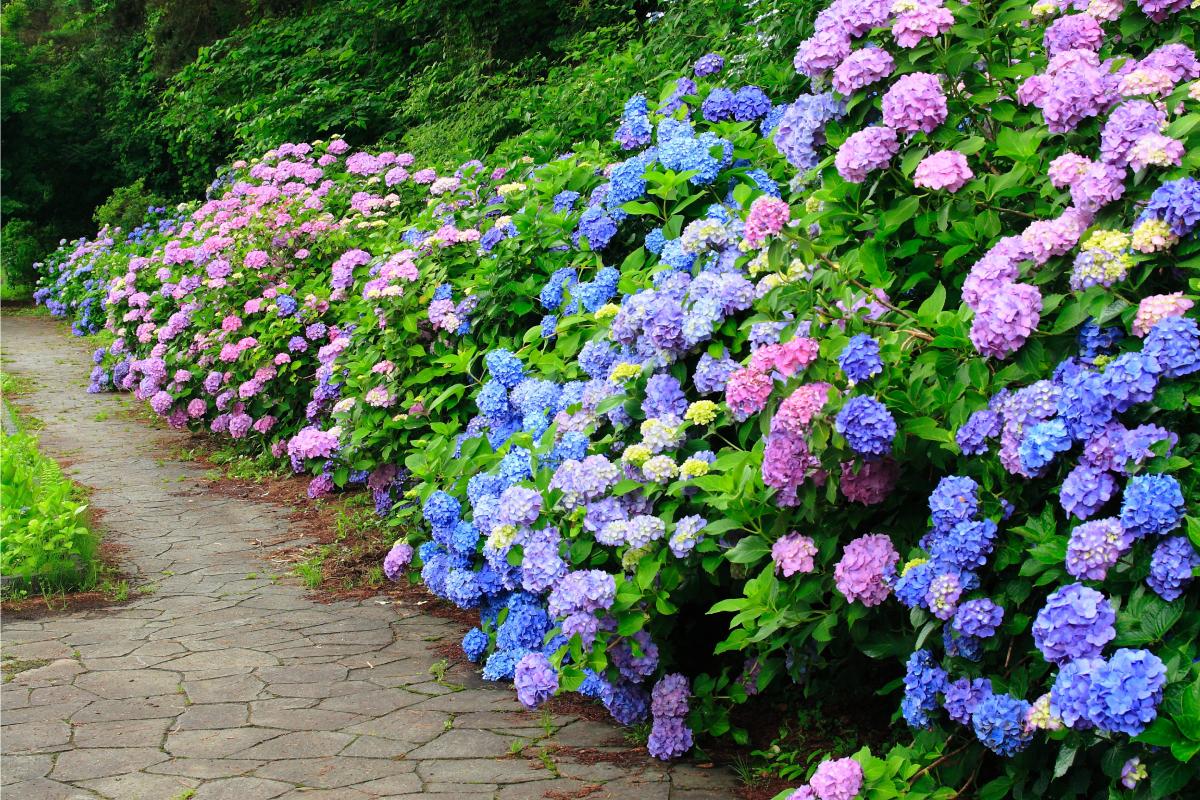 Natural fertilizer for Ortensie