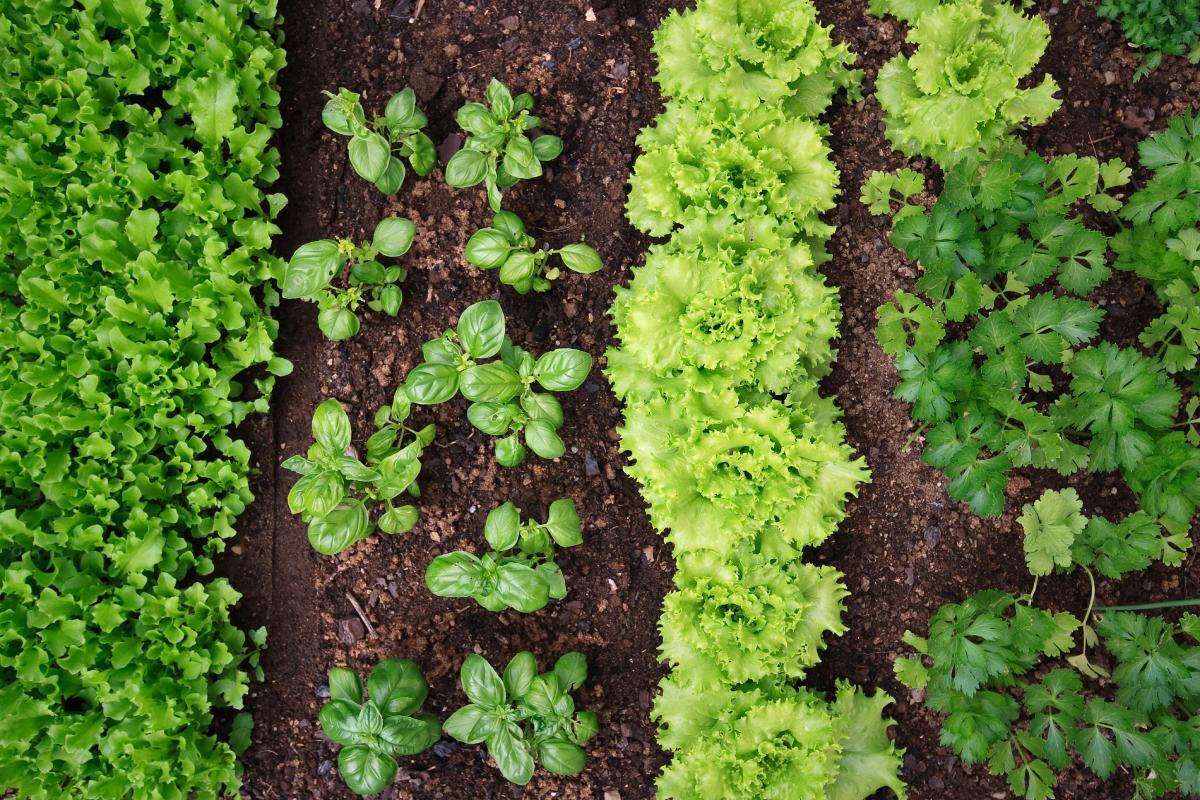 The plants that combined eliminate insects