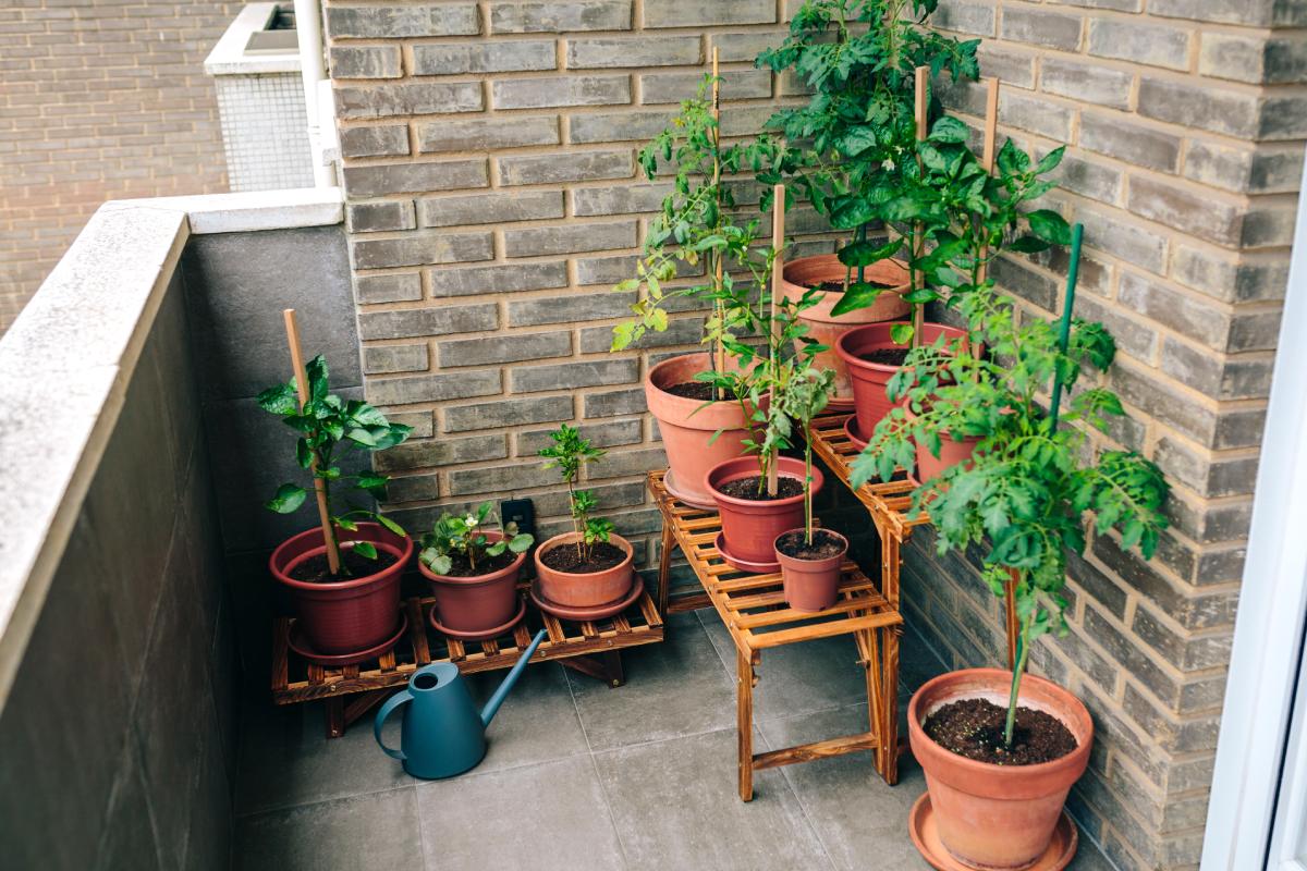 Vegetable garden on the balcony: the 5 errors not to be made in July