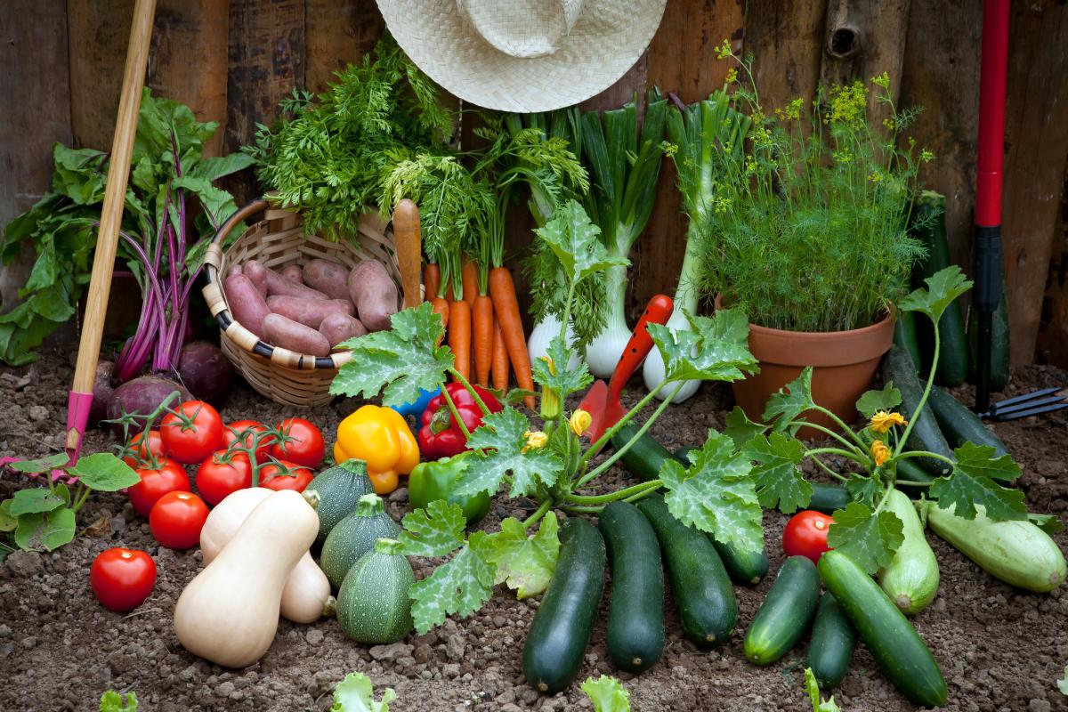 Here are the vegetables that resist in the heat