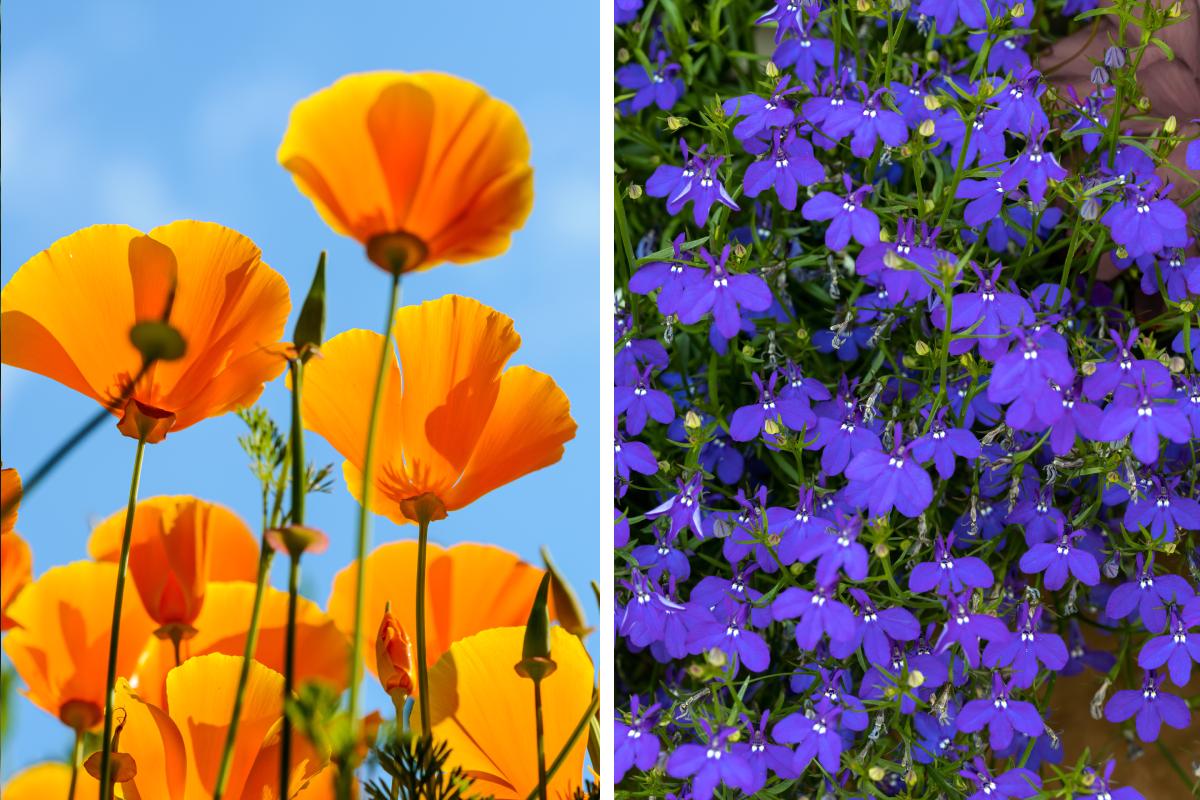 The flowers that bloom even if sown in July
