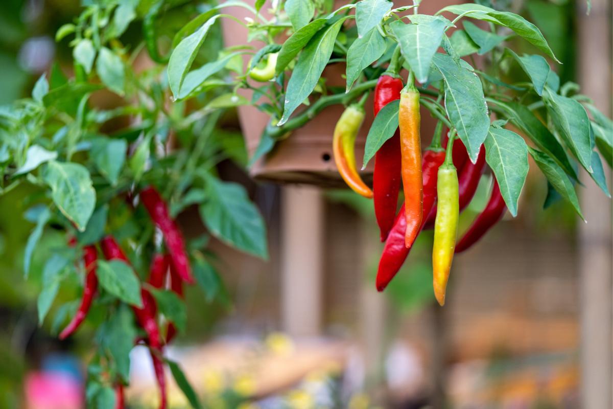 The heat and vegetables