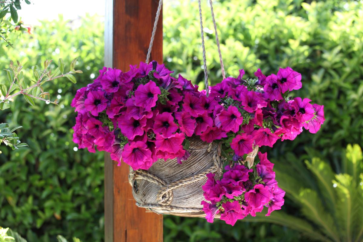 Plants in suspended vases that don't want many treatments
