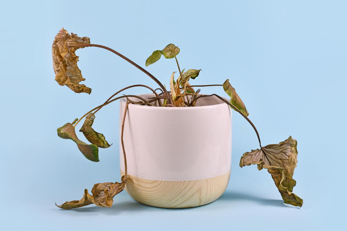 How to solve the problem of dried plants