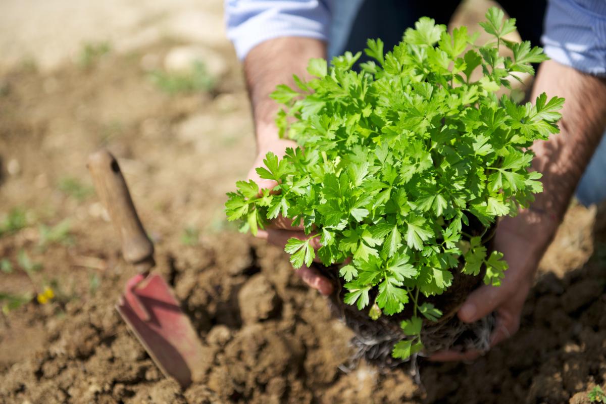 Cultivate vegetables in July to enjoy it in September