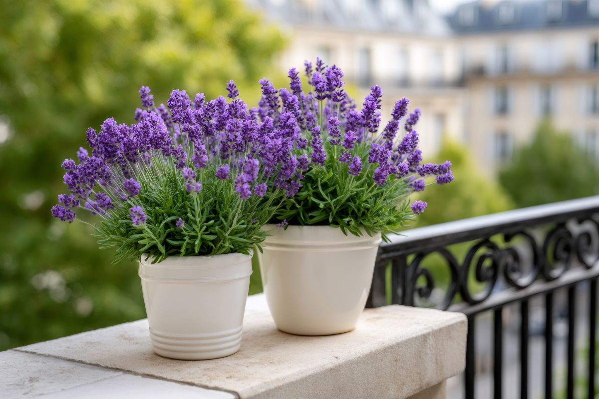 How to repotting lavender in July without blocking flowering