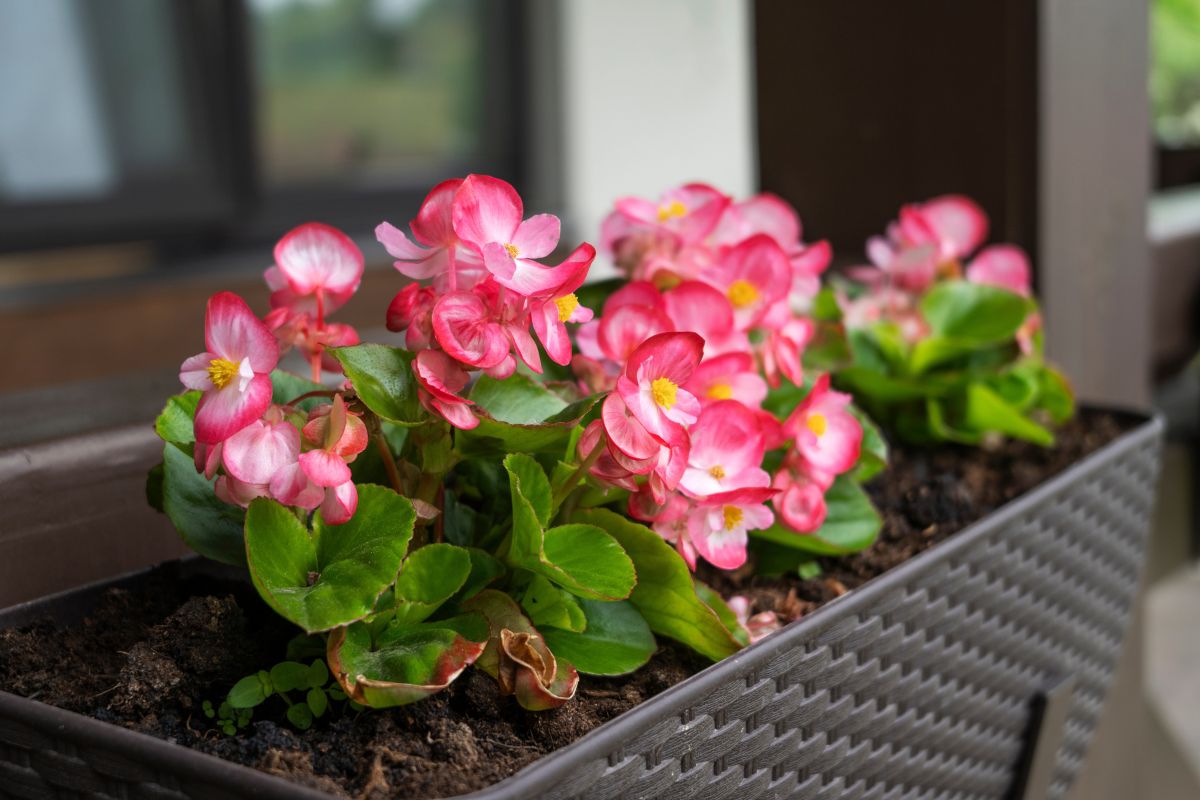 How to make the Begonia bloom