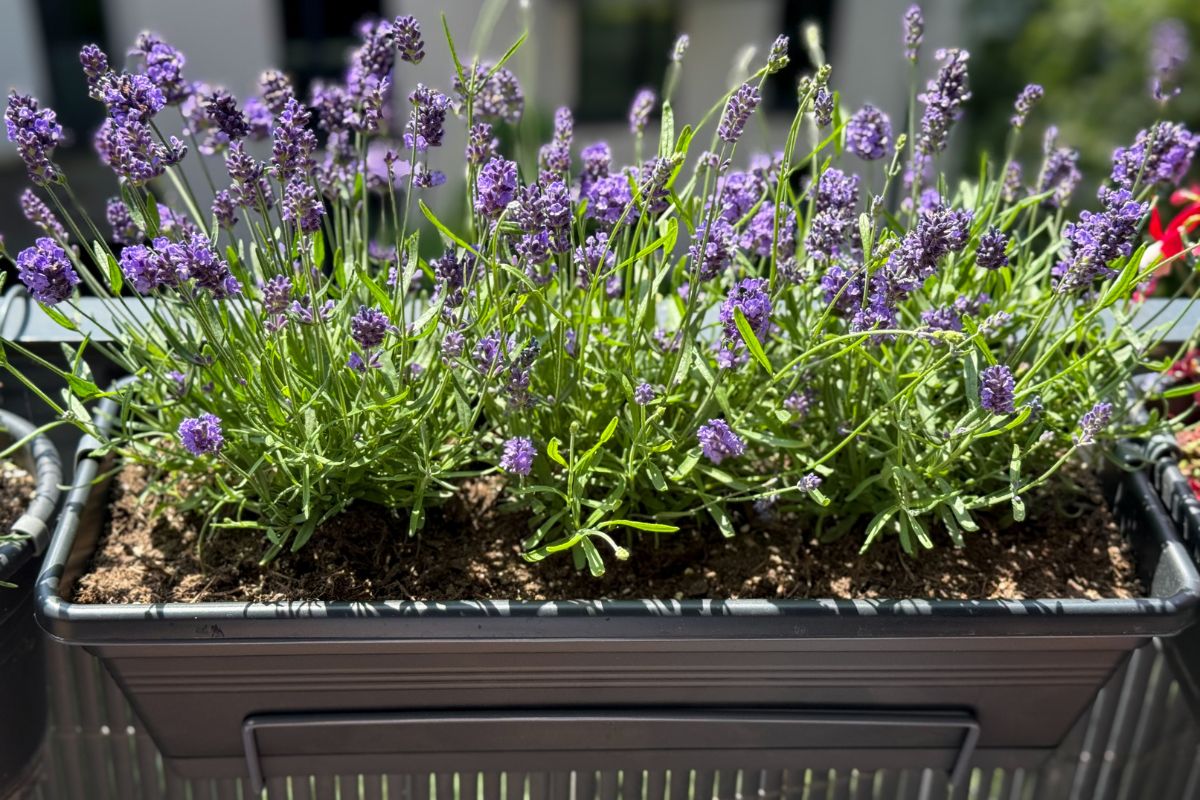 reprint lavender