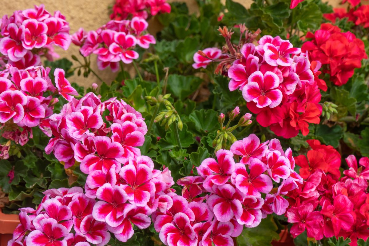 How to make geraniums blossom 