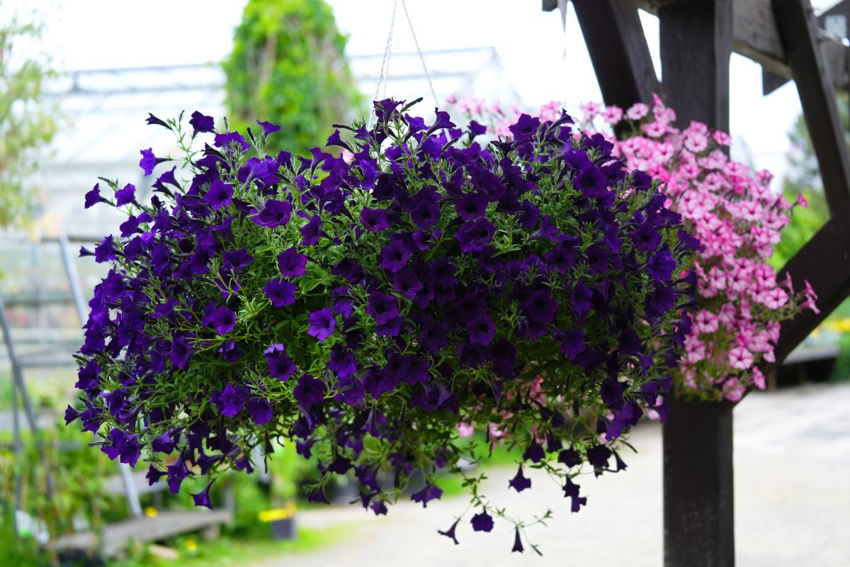 How to have Petunia Fiorita on the balcony