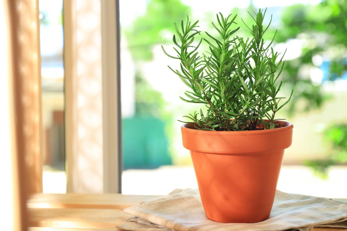 Errors to avoid with rosemary in the summer