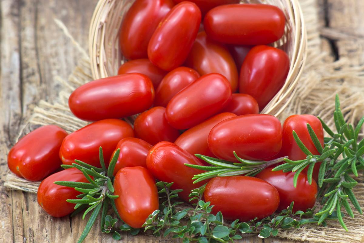 Tomatoes that do not split with the heat